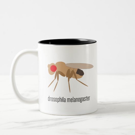 Tasse de café de drosophile (Gauche)