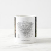 Tasse de café de loup de soude de raisin (Centre)