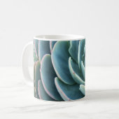 Tasse de café d'Echeveria (Devant gauche)