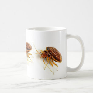 Tasse de café - lectularius de Cimex (insecte de