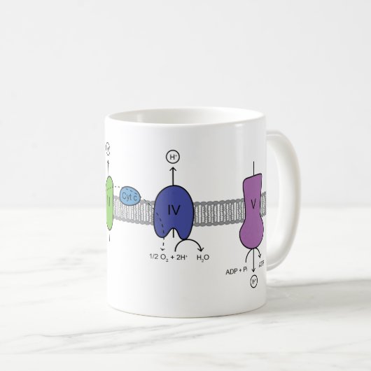 Tasse de chaîne de transport d'électron (Devant droit)