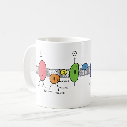 Tasse de chaîne de transport d'électron (Devant gauche)