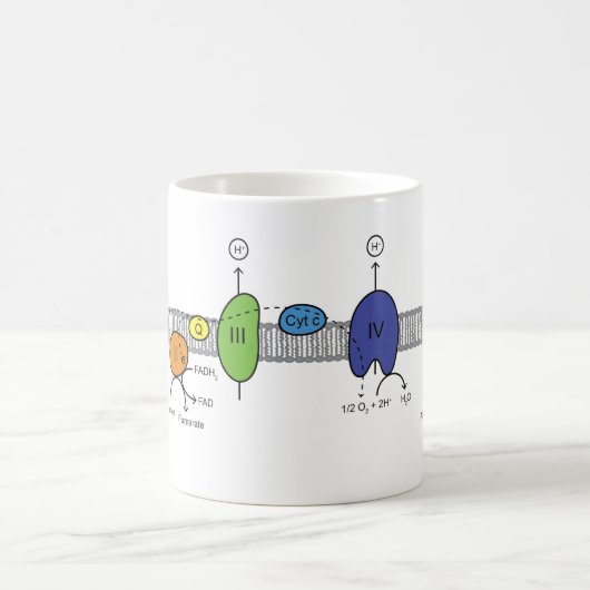 Tasse de chaîne de transport d'électron (Centre)