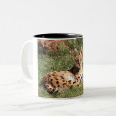 Tasse de chat de Serval (Devant gauche)