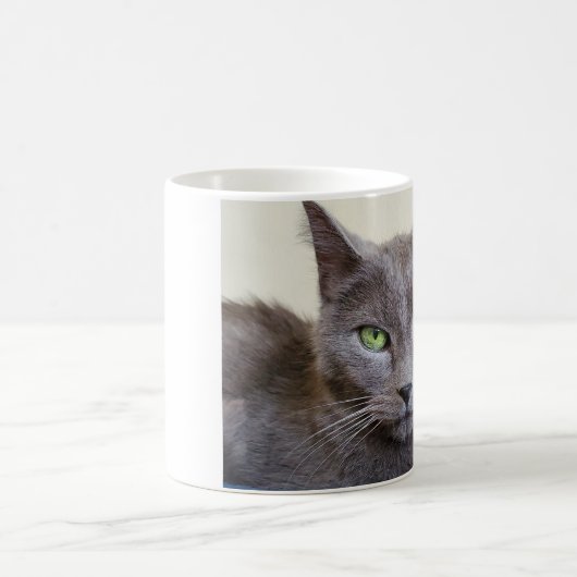 Tasse de chat gris (Centre)