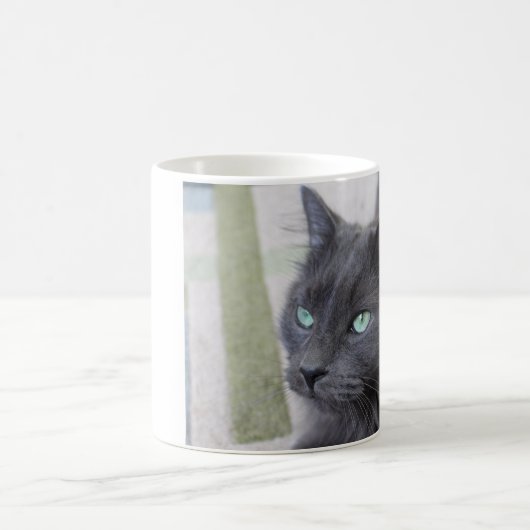 Tasse de chat gris (Centre)