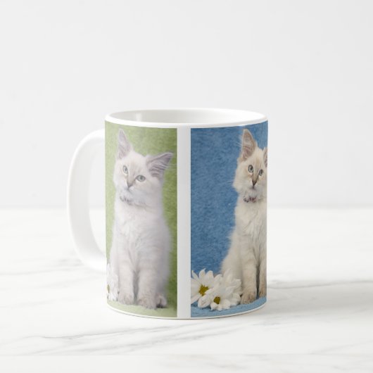 Tasse de chaton de Ragdoll (Devant gauche)