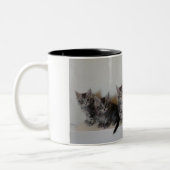 Tasse de chatons de ragondin du Maine (Gauche)
