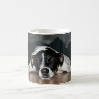 Tasse de chien de Rat terrier de "Molli"