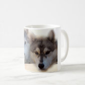 Tasse de chien de traîneau sibérien (Devant droit)