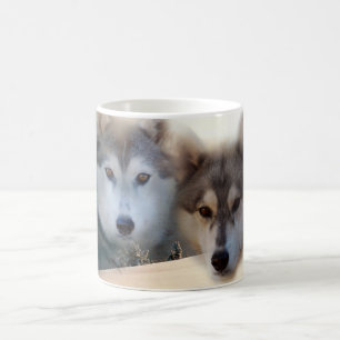 Tasse de chien de traîneau sibérien