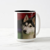 Tasse de chien de traîneau sibérien (Devant droit)