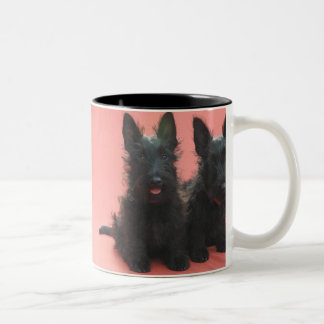 Tasse de chiots de Terrier d'écossais