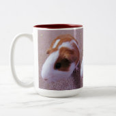 Tasse de cobaye (Gauche)