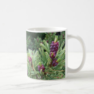 Tasse de cône de pin de Whitebark