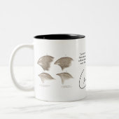 Tasse de Darwin (Gauche)