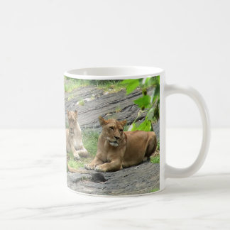 Tasse de famille de lion au repos