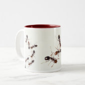 tasse de fourmi (Devant gauche)