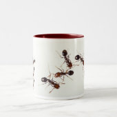 tasse de fourmi (Centre)