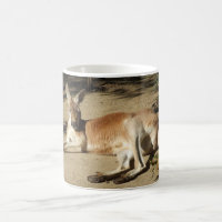 Tasse de kangourou