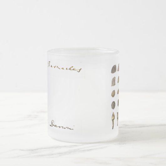 Tasse de la bernache de Charles Darwin (Centre)