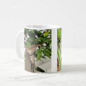 Tasse de la famille 2 de roitelet de Caroline (Devant gauche)