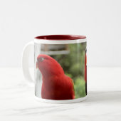 Tasse de Lory (Devant gauche)