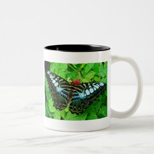 Tasse de papillon (Droit)