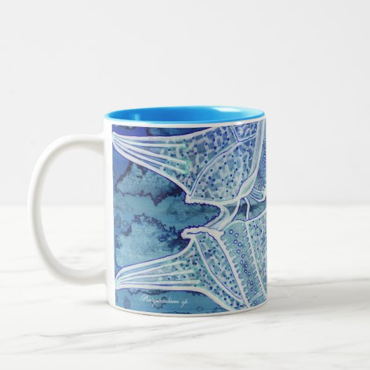 Tasse de phytoplancton (Gauche)