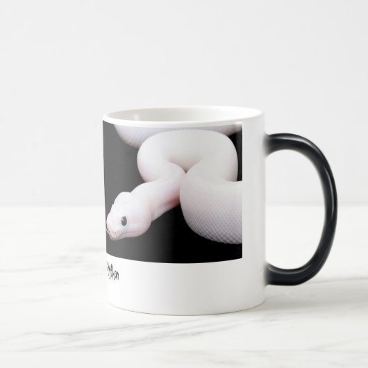 Tasse de python de boule de Leucistic (Droite)