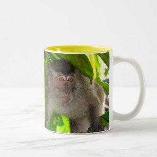 Tasse de singes de Macaque