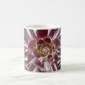 Tasse de succulent de Zwartkop d'Aeonium (Centre)