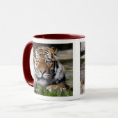 Tasse de tigre de Zambar (Devant gauche)