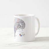 Tasse de voies de cerveau (Devant droit)