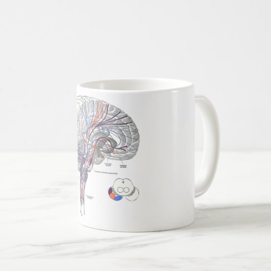Tasse de voies de cerveau (Devant droit)
