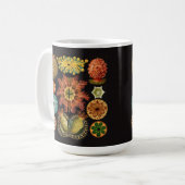 Tasse d'échinoderme de Haeckel grande (Devant gauche)