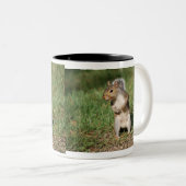 Tasse d'écureuil de gris oriental (Devant droit)