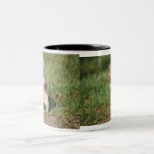 Tasse d'écureuil de gris oriental (Centre)