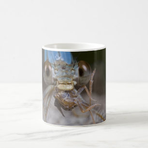 Tasse effrayante de Damselfly