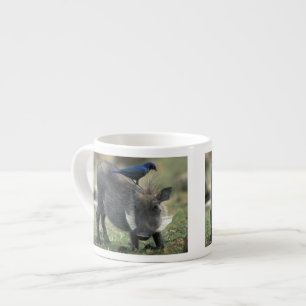 Tasse Expresso Afrique du Sud, Pilanesburg GR, Phacochère