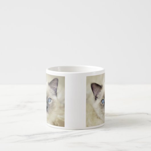 Tasse Expresso Chaton Ragdoll (Devant)