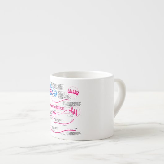 Tasse Expresso Comment l'ARNm est créé dans un diagramme nucléus (Devant droit)