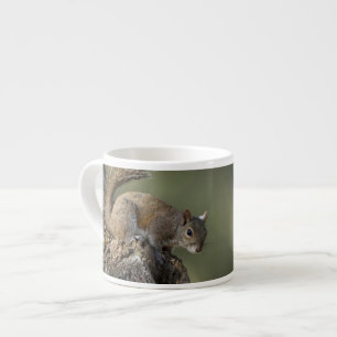 Tasse Expresso Écureuil gris de l'Est, ou écureuil gris