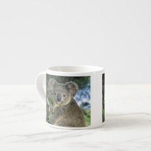 Tasse Expresso Koala, Phascolarctos cinereus), en danger,