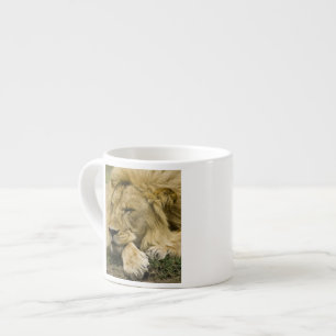 Tasse Expresso Lion d'Afrique, Lion panthère, endormi
