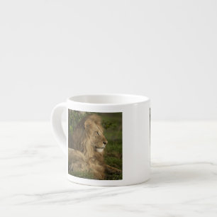 Tasse Expresso Lion, Panthera leo, Lower Mara, Masai Mara GR,