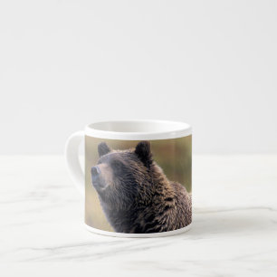 Tasse Expresso NA, États-Unis, Alaska, Parc national Denali, Ours