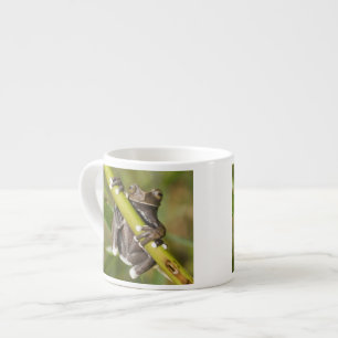 Tasse Expresso Rainette captive de Tapichalaca Hyloscirtus