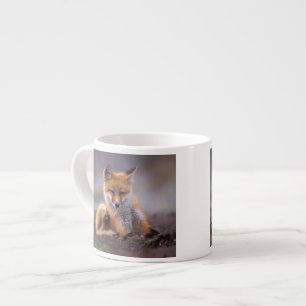Tasse Expresso renard roux, Vulpes vulpes, petit se grattant,