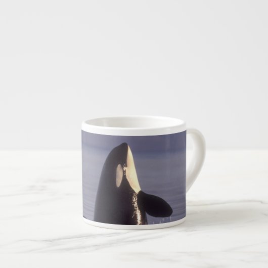 Tasse Expresso Spyhopping Orca Killer Whale (Orca orcinus) près d (Devant droit)